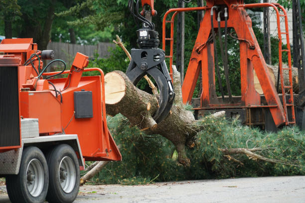 Leaf Removal in Sayre, OK